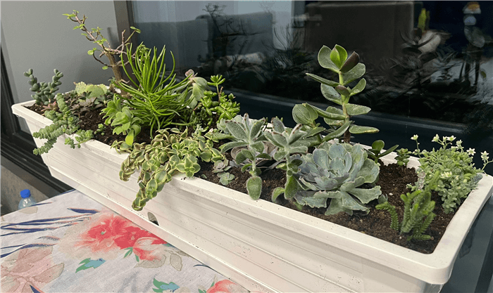 Succulent Window Box Plants