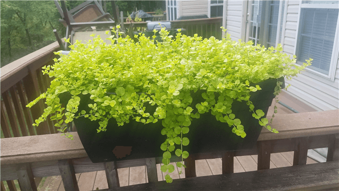 Trailing Window Boxes Plants