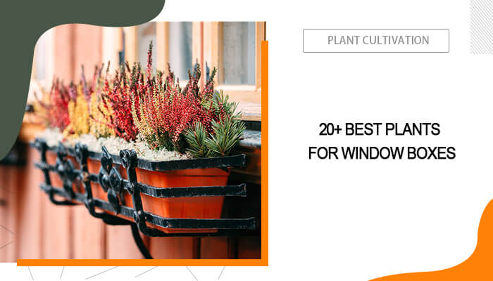 Window Box Plants